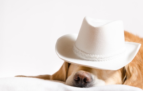 Золотистый ретривер спит в белой шляпе 
