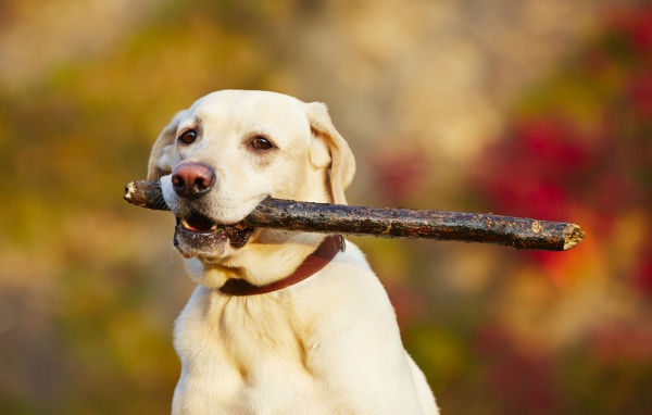 Золотистый ретривер с палкой в зубах