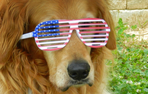 Золотистый ретривер в очках 