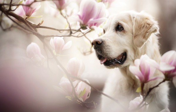 Золотистый ретривер с высунутым языком в розовых цветах
