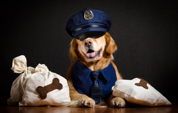 Золотистый ретривер в костюме полицейского 
