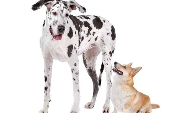 Немецкий дог и вельш корги на белом фоне