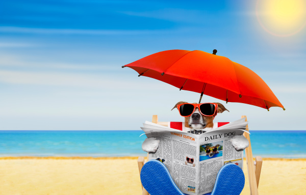 Джек-рассел-терьер в очках с газетой под зонтом на пляже