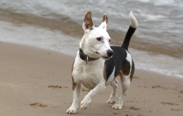 Джек рассел терьер гуляет по песку на пляже