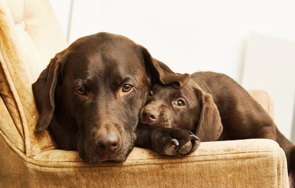 Лабрадор с маленьким милым щенком
