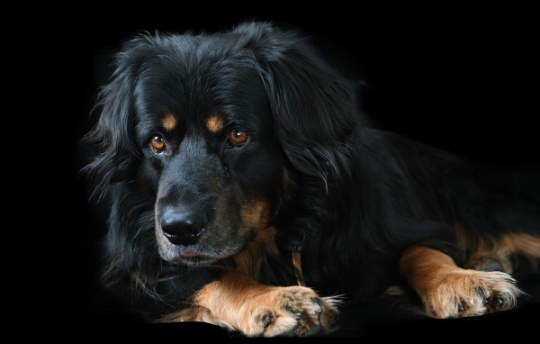 Большая породистая собака на черном фоне