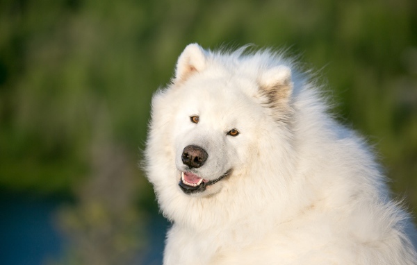 Большой белый пес породы самоед