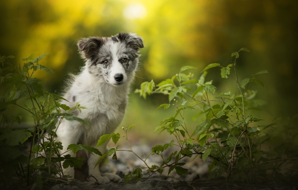 Маленький щенок бордер колли сидит на земле