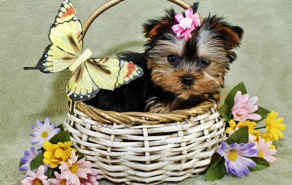 Маленький щенок йоркширского терьера в корзине