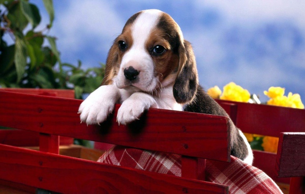 Маленький щенок бигля сидит в коробке