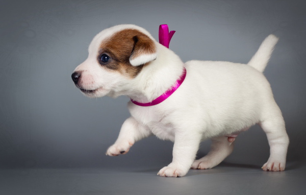 Маленький милый щенок джек-рассел-терьер на сером фоне
