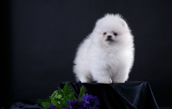 Маленький пушистый белый шпиц на черном фоне