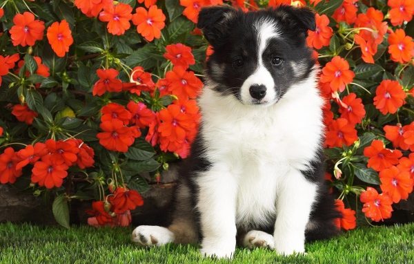 Маленький щенок сидит в красных цветах