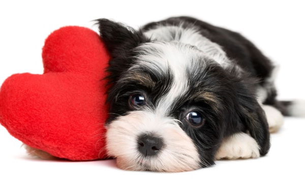 Маленький щенок с красным плюшевым сердцем на белом фоне