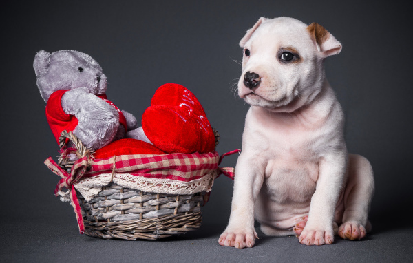 Маленький щенок с игрушечным медвежонком на сером фоне