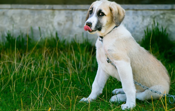 Маленький щенок с высунутым языком на цепи