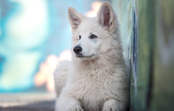 Маленькая белая овчарка с грустным взглядом