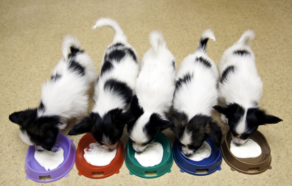 Милые щенки папильона едят из мисок