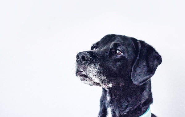 Морда черного дога на сером фоне