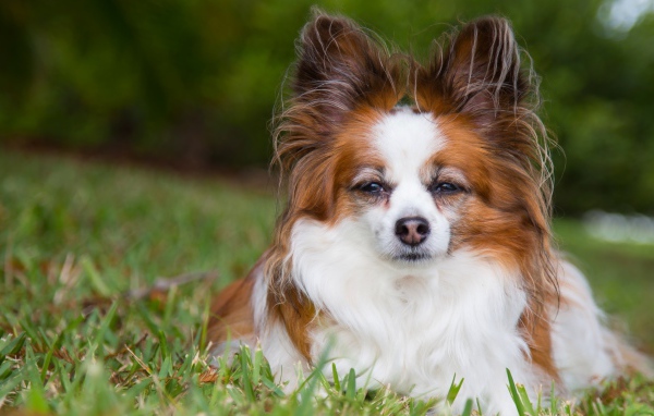 Собака породы Папильон лежит на зеленой траве