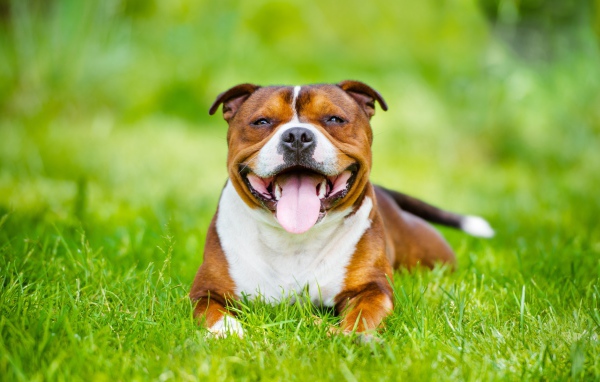 Довольный Стаффордширский бультерьер с высунутым языком лежит на зеленой траве
