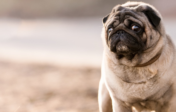 Мопс с грустным взглядом 