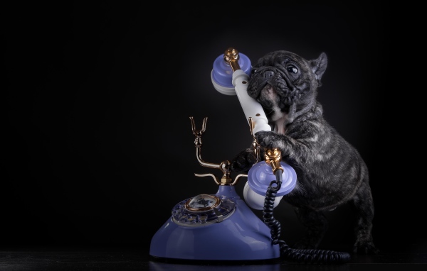 Щенок французского бульдога с телефоном