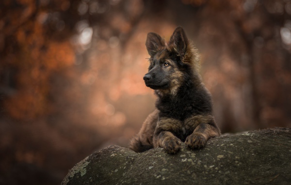 Щенок немецкой овчарки лежит на камне
