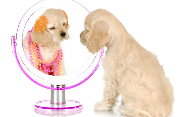 Щенок спаниеля смотрит в зеркало на белом фоне