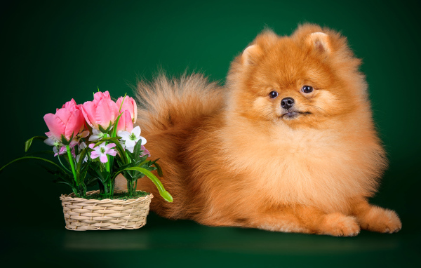 Рыжий шпиц на зеленом фоне