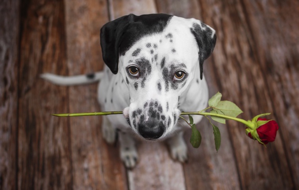 Грустный далматин с красной розой в пасти