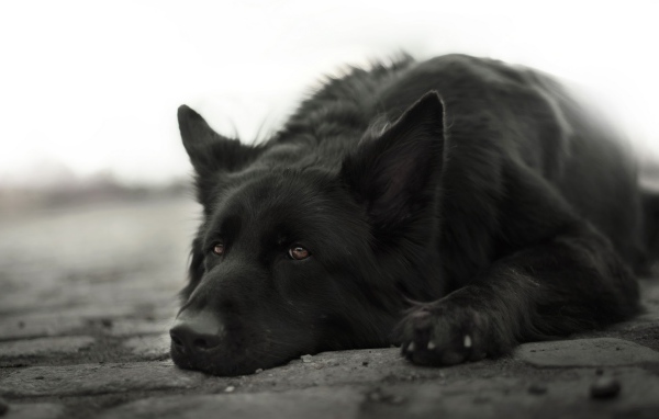 Грустная немецкая овчарка лежит на земле