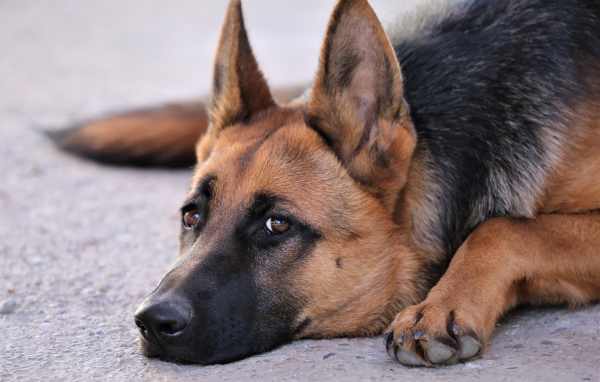 Грустная немецкая овчарка лежит на асфальте 