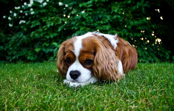 Грустный Кинг Чарльз Спаниель лежит на зеленой траве
