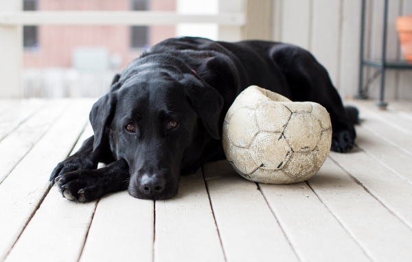 Грустный черный лабрадор с футбольным мячом 