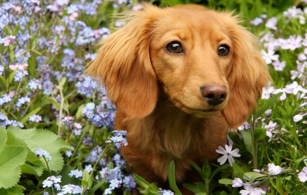 Грустная такса сидит в голубых цветах