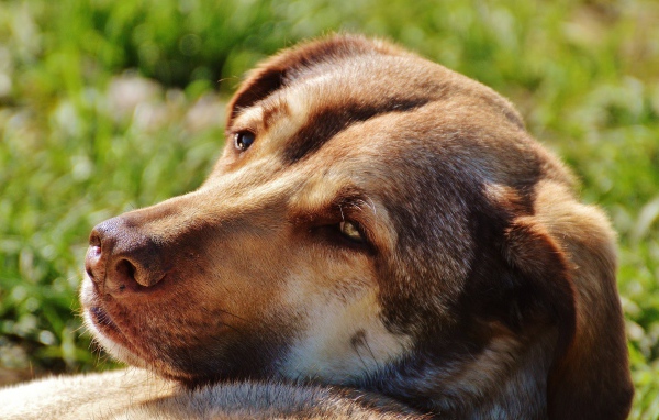Грустная собака отдыхает на зеленой траве