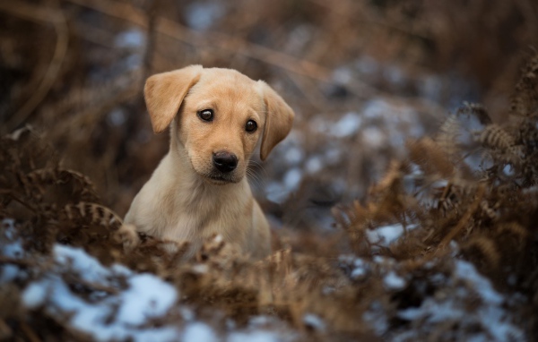 Грустный щенок золотистого ретривера