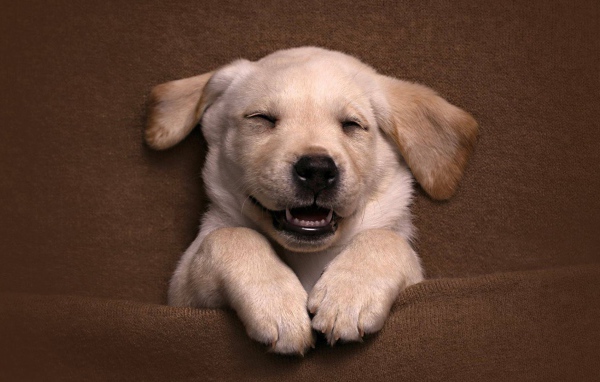 Довольный спящий щенок золотистого ретривера 