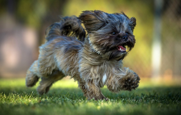 Щенок Ши-тцу бежит по зеленой траве