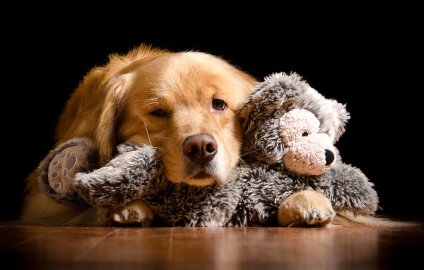 Сонный золотистый ретривер с игрушкой