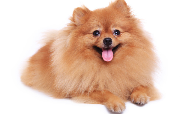 Шпиц с высунутым языком на белом фоне