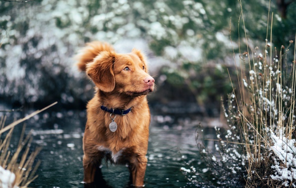 Новошотландский ретривер стоит в воде