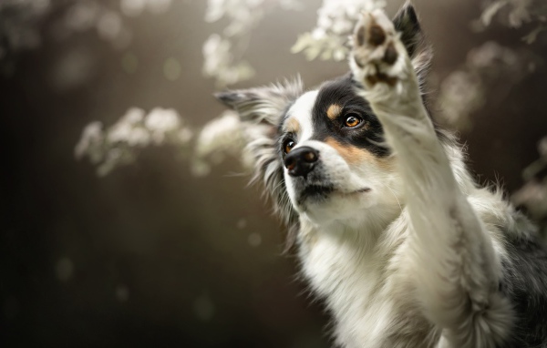 Собака породы Бордер-Колли подает лапу