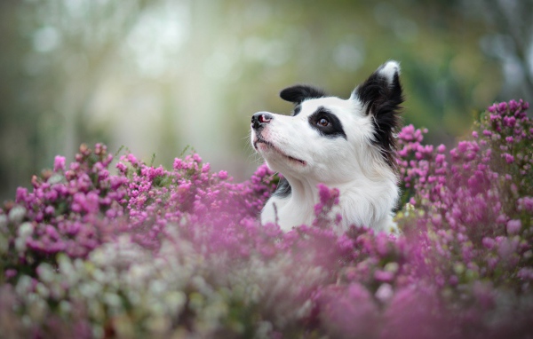 Собака породы бордер колли сидит в сиреневых цветах