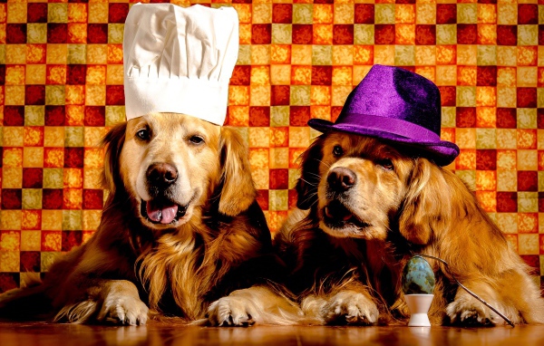 Два забавных золотистых ретривера в шапках