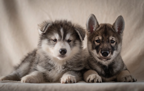 Два милых серых щенка хаски 