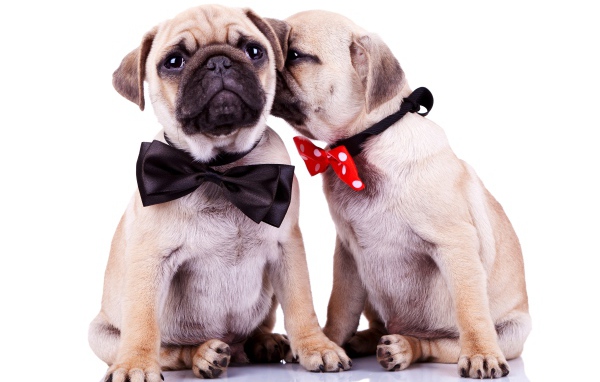 Два милых щенка мопса на белом фоне