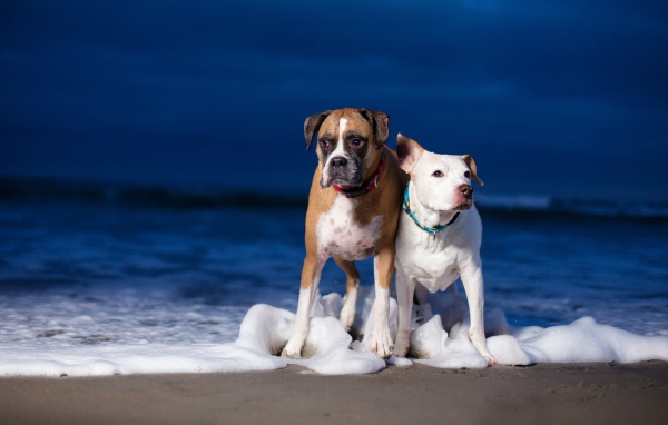 Две собаки гуляют по берегу моря по пене