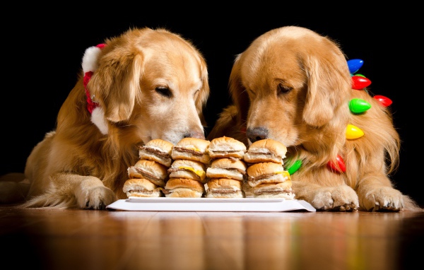 Два золотистых ретривера едят гамбургеры